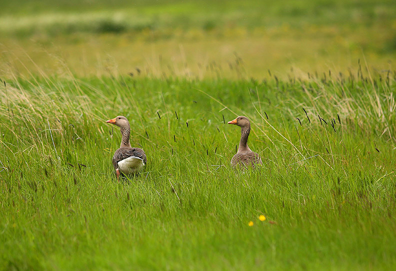 Geese walk in a field near Reykjavik, Iceland.